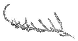 Ischyrodon. lepturus, branch leaves. Drawn from B.H. Macmillan 71/279, CHR 163468.
 Image: R.C. Wagstaff © Landcare Research 2014 